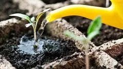 Ze groeien twee keer zo goed: een tuinier vertelt waarmee je zaailingen water moet geven