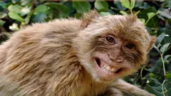 8 van de slimste primaten ter wereld die mensen uitdagen