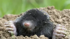 Hoe kom je van mollen af zonder vallen en chemicaliën: de beste methode