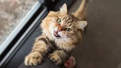 Dit is met geen woorden te beschrijven: de rol van kattenaanrakingen bij mensen