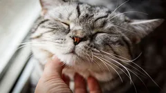 Spinnen alle katten? Experts komen tot een onverwachte conclusie