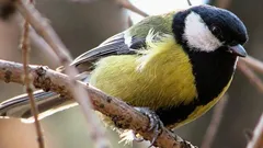 Wetenschappers vinden na 75 jaar onderzoek iets vreemds en ‘menselijks’ in de mezenzang