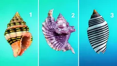 Kies één schelp: de test onthult je echte karakter